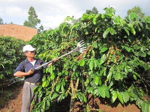 Máy thu hoạch cà phê Đức Quang